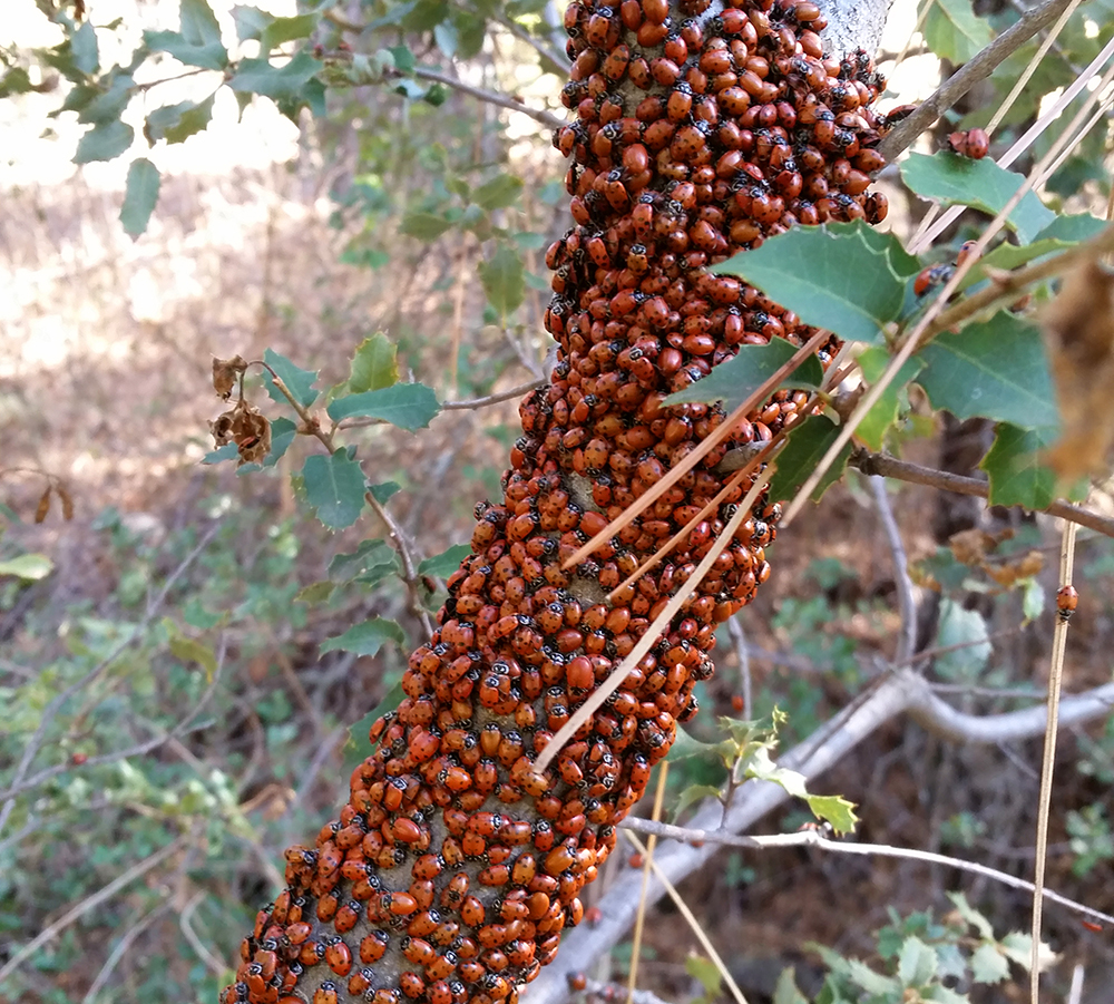 Ladybugs on the Noble Canyon Trail