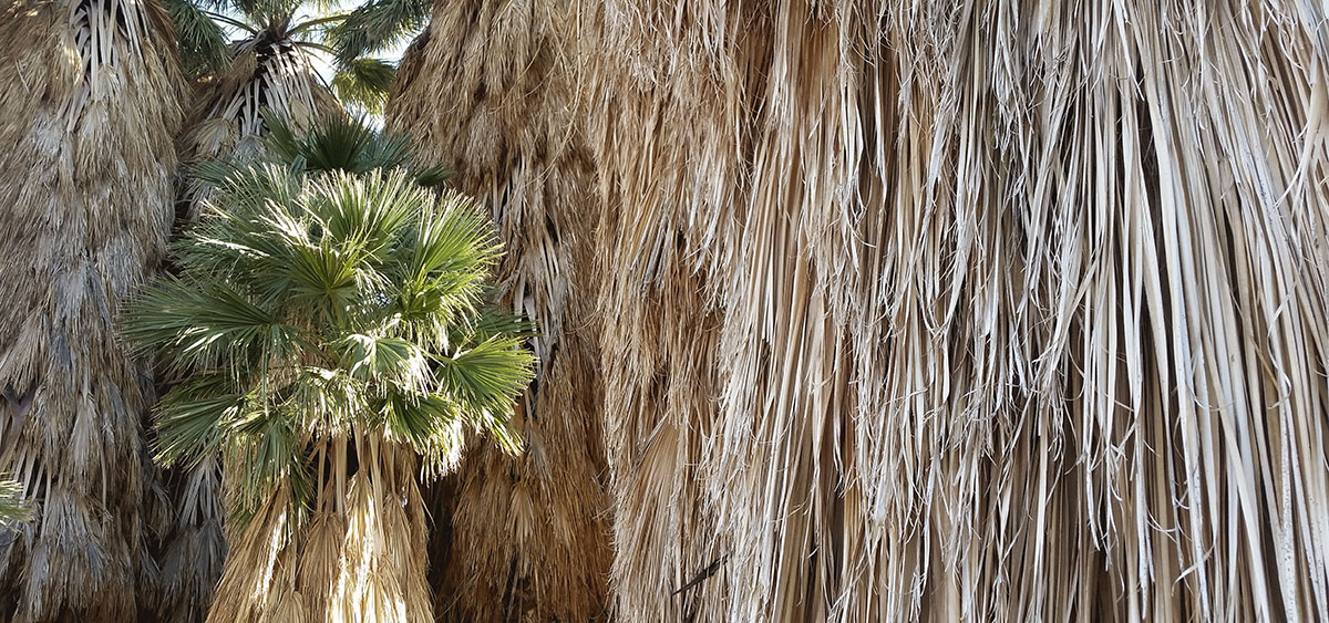 Palm Oasis in Anza Borrego