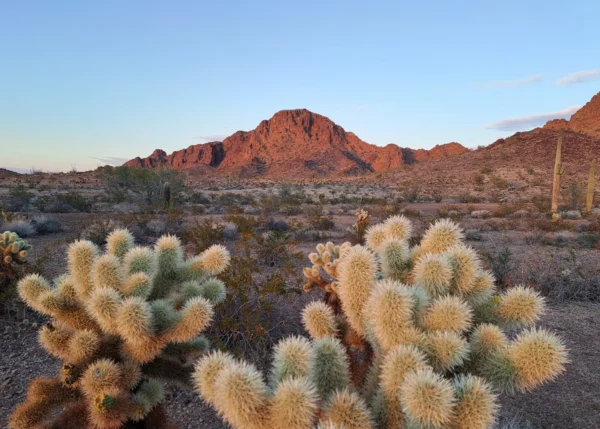 Cholla in the Desert