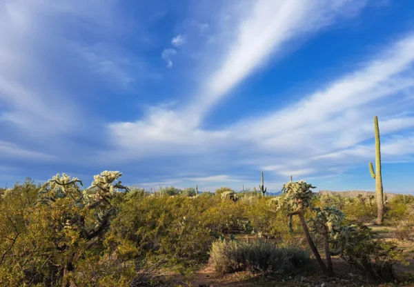 The Desert around Tucson