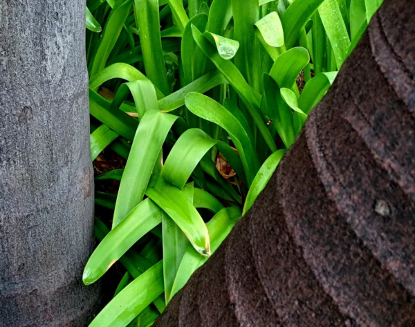 Plants after a rain