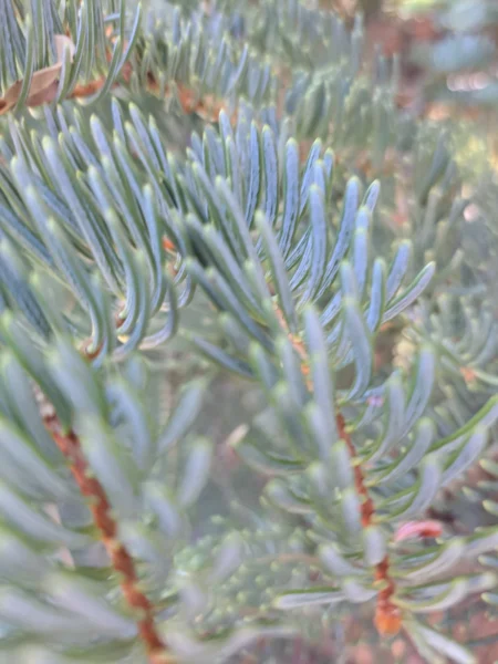 Tree Needles