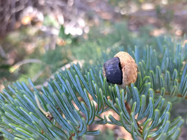 Acorn Fallen on Pine Needles