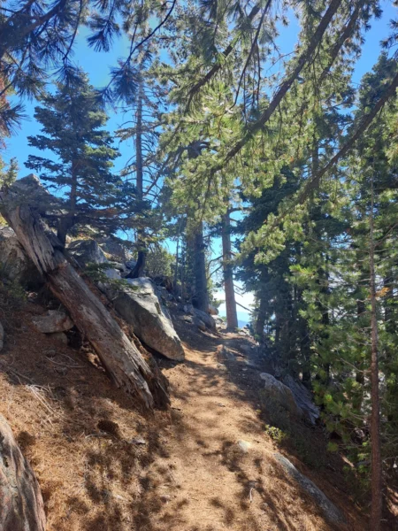 Beautiful Trail Through the Trees