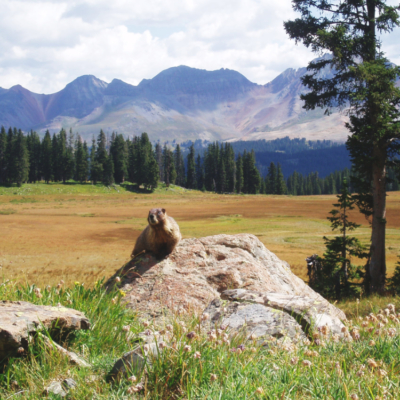 Marmot and Rockies